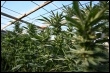 Cannabis-Plantage (AFP)