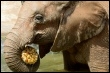 Elefant im Bioparc in Valencia (AFP)